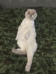 Lost Female Cat last seen Wabeek golf course , Bloomfield Township, MI 48302