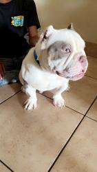 Lost Male Dog last seen Neuse st, Orlando, FL 32804