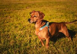 Lost Male Dog last seen Near ens Dr, Magnolia, TX, Magnolia, TX 77355