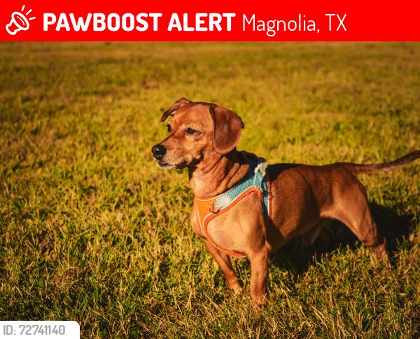 Lost Male Dog last seen Near ens Dr, Magnolia, TX, Magnolia, TX 77355