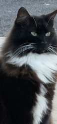 Lost Female Cat last seen Rock Creek Run, San Antonio, TX 78230