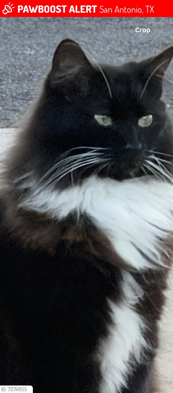 Lost Female Cat last seen Rock Creek Run, San Antonio, TX 78230
