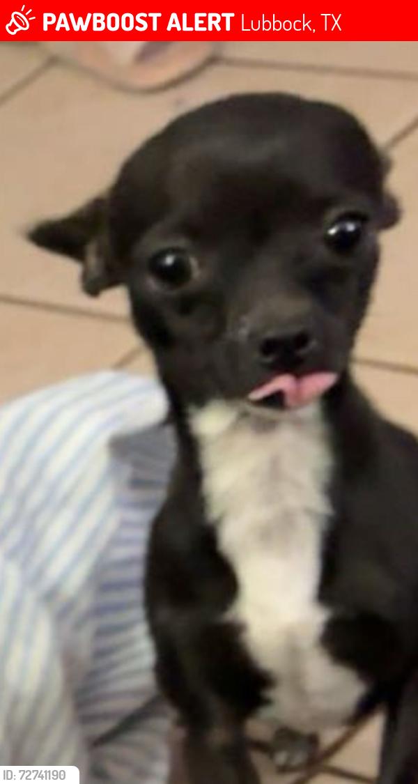 Lost Male Dog last seen Near 31st St, Lubbock, TX 79401