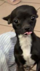Lost Male Dog last seen Near 31st St, Lubbock, TX 79401