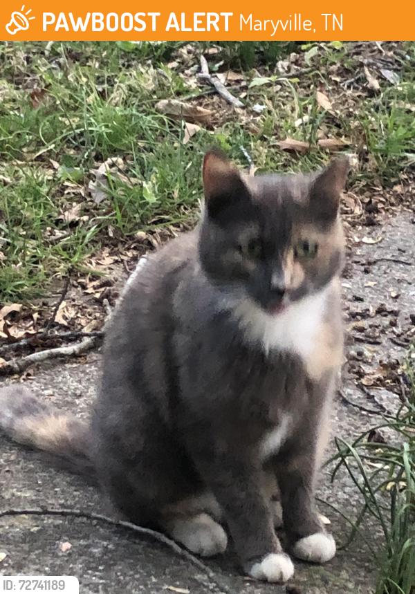 Found/Stray Unknown Cat last seen Morganton Rd, Maryville, TN 37801