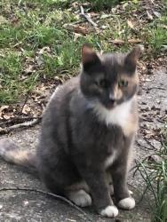 Found/Stray Unknown Cat last seen Morganton Rd, Maryville, TN 37801