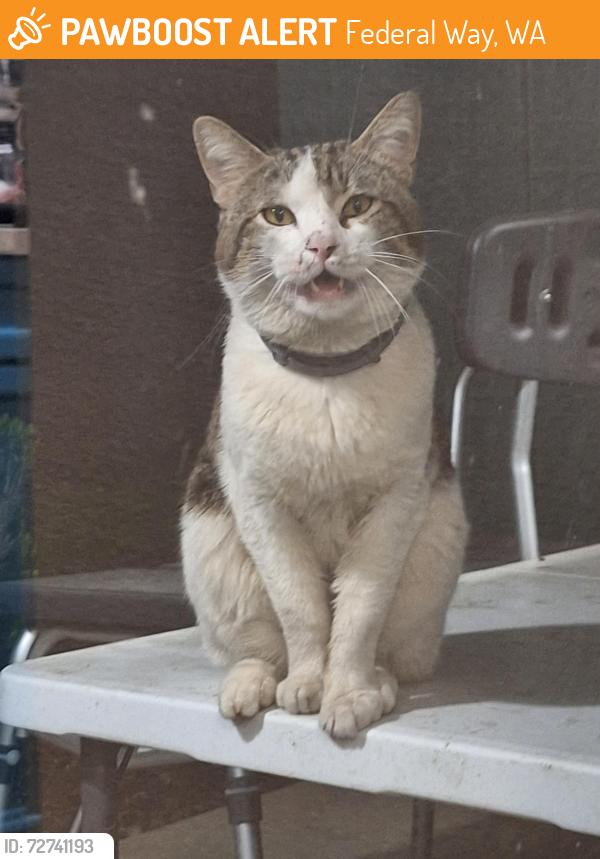 Found/Stray Female Cat last seen Near basketball court., Federal Way, WA 98023