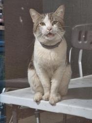 Found/Stray Female Cat last seen Near basketball court., Federal Way, WA 98023