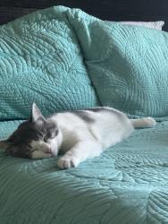 Lost Male Cat last seen He is a male, has pink and black paws, Houston, TX 77047