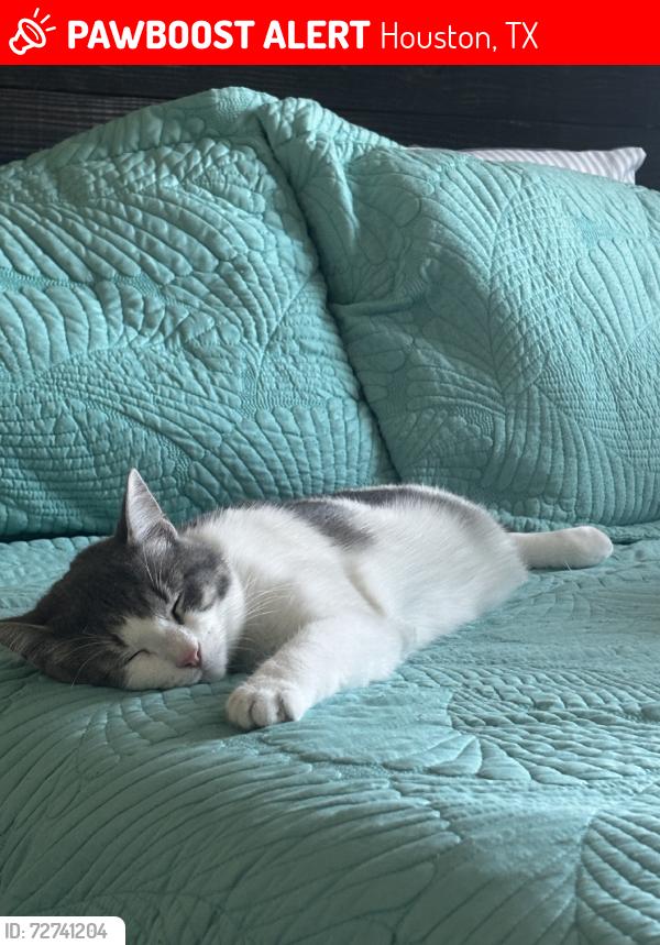 Lost Male Cat last seen He is a male, has pink and black paws, Houston, TX 77047