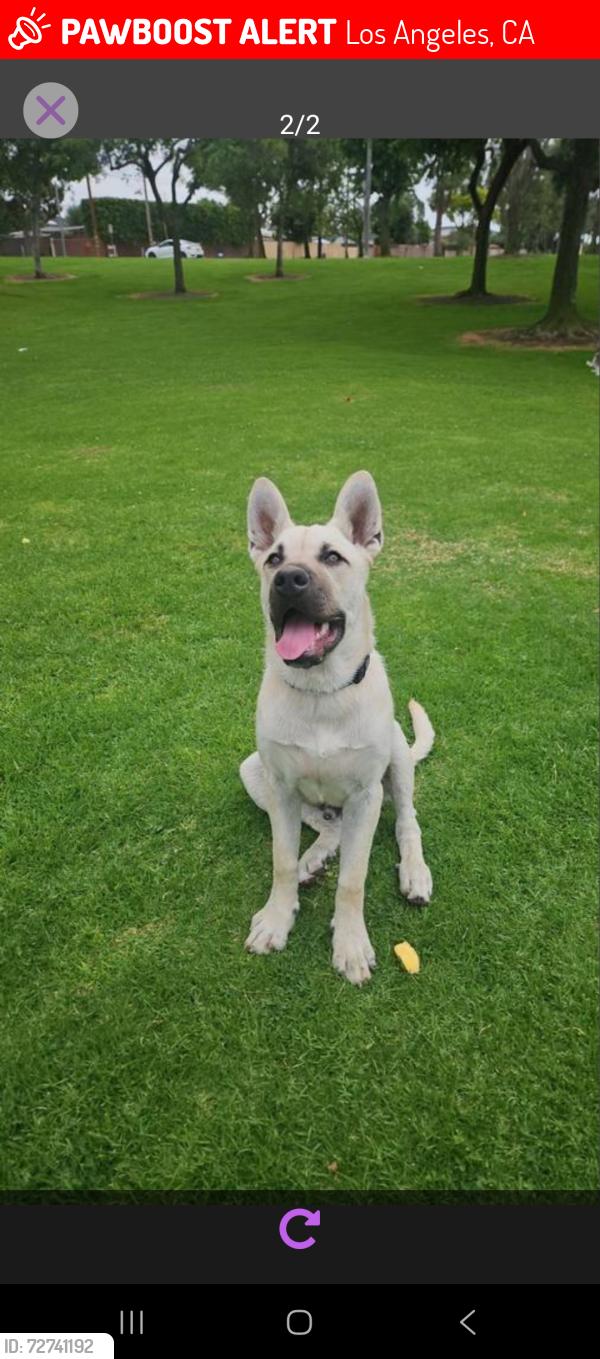 Lost Male Dog last seen Near y Normandy , Los Angeles, CA 90044