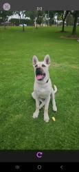 Lost Male Dog last seen Near y Normandy , Los Angeles, CA 90044