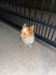 Found/Stray Male Dog last seen Marshall Ave, San Bernardino, CA 92404