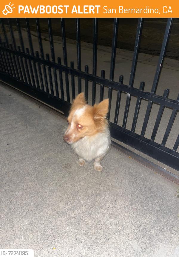 Found/Stray Male Dog last seen Marshall Ave, San Bernardino, CA 92404