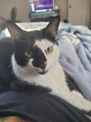 Lost Male Cat last seen Near w. Tharpe St , Tallahassee, FL 32305
