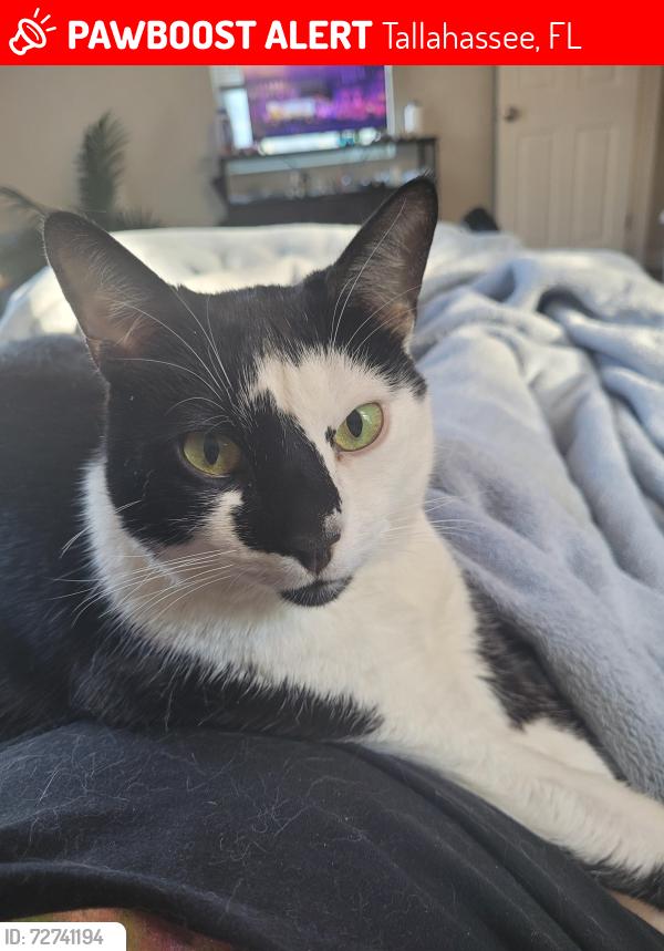 Lost Male Cat last seen Near w. Tharpe St , Tallahassee, FL 32305