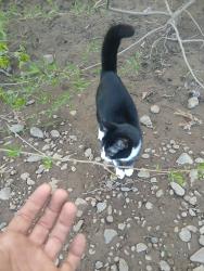 Found/Stray Female Cat last seen boat launch @ wallace park in west salem, or, Salem, OR 97304