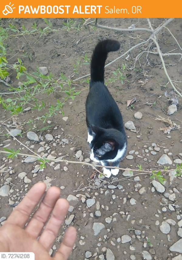 Found/Stray Female Cat last seen boat launch @ wallace park in west salem, or, Salem, OR 97304