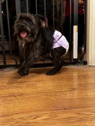 Found/Stray Male Dog last seen On top of a medal awning of the cndmniums, where i live at., Houston, TX 77027