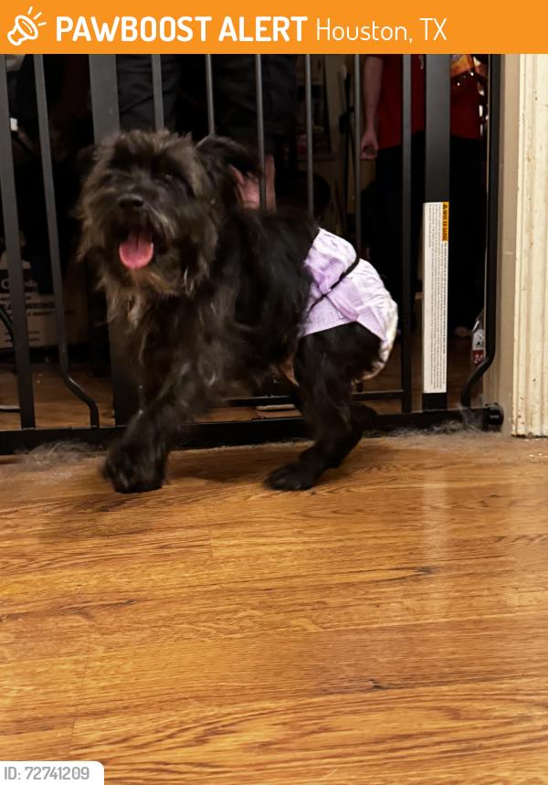 Found/Stray Male Dog last seen On top of a medal awning of the cndmniums, where i live at., Houston, TX 77027