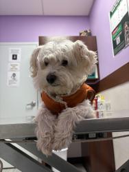 Lost Male Dog last seen Reservation Pond behind neighborhood, Houston, TX 77048