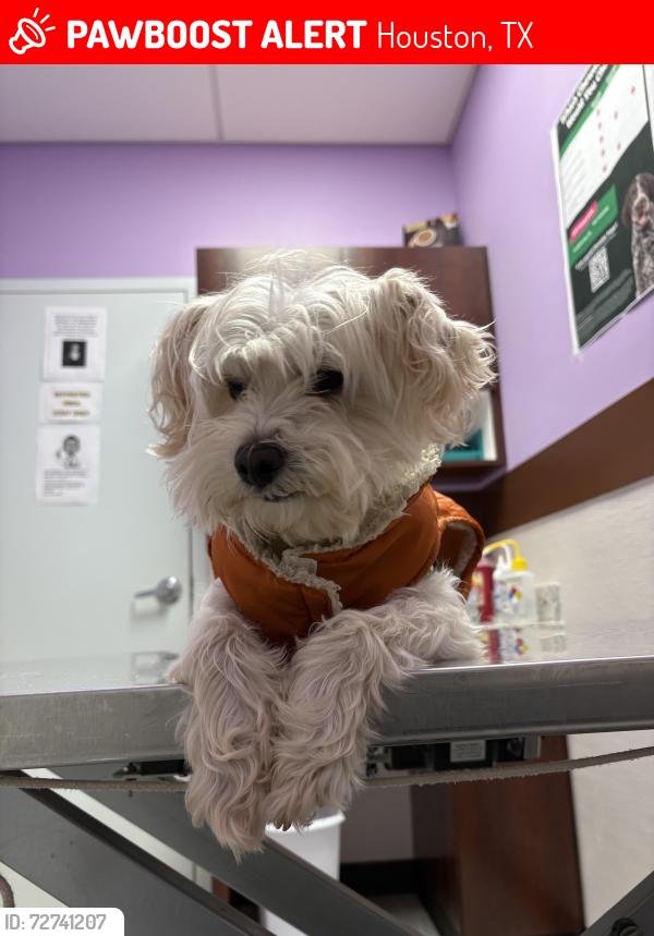 Lost Male Dog last seen Reservation Pond behind neighborhood, Houston, TX 77048