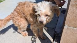 Found/Stray Male Dog last seen Clarkdale & 187th, Holy Family Church , Artesia, CA 90701
