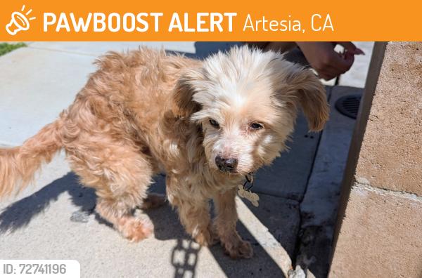 Found/Stray Male Dog last seen Clarkdale & 187th, Holy Family Church , Artesia, CA 90701