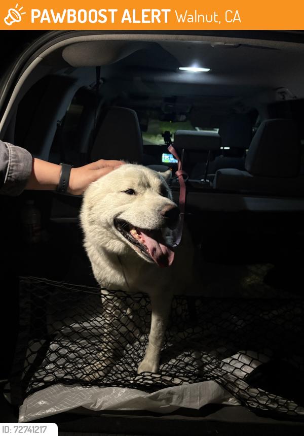 Found/Stray Male Dog last seen roaming the neighborhood, Walnut, CA 91789