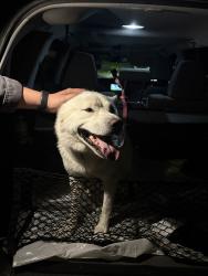 Found/Stray Male Dog last seen roaming the neighborhood, Walnut, CA 91789