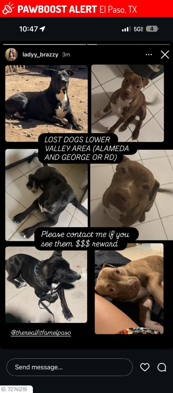 Lost Female Dog last seen Near peach tree ln 79915, El Paso, TX 79915