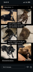 Lost Female Dog last seen Near peach tree ln 79915, El Paso, TX 79915