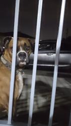 Found/Stray Male Dog last seen 109th st and san pedro, Los Angeles, CA 90061