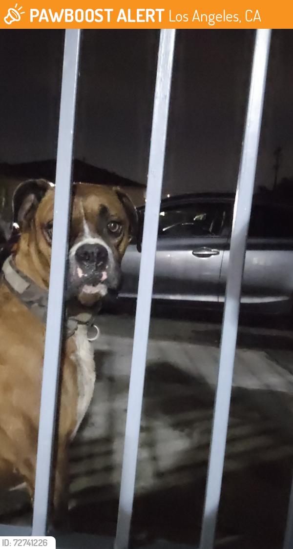 Found/Stray Male Dog last seen 109th st and san pedro, Los Angeles, CA 90061