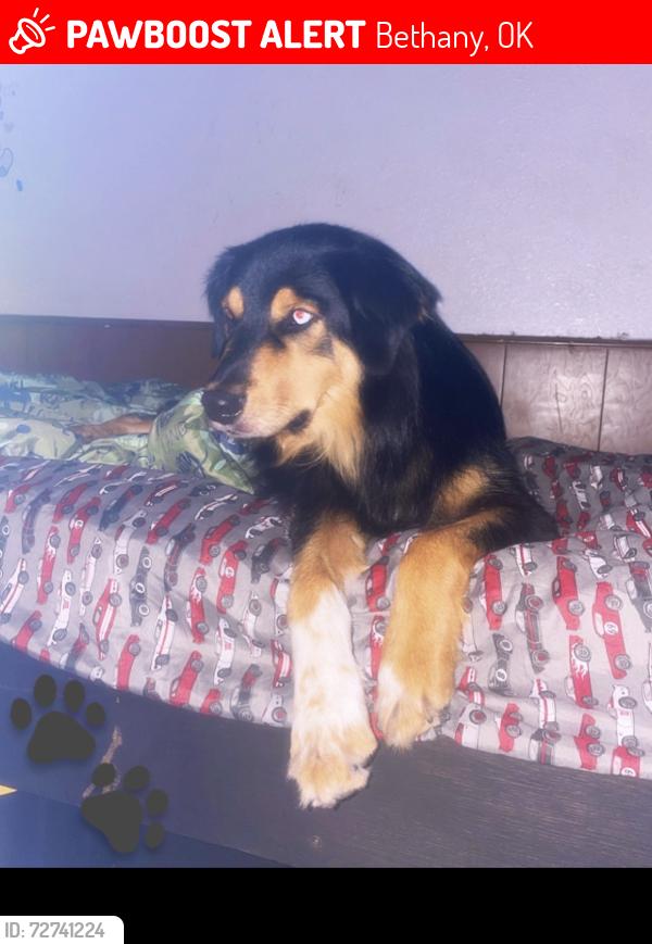 Lost Male Dog last seen not sure , Bethany, OK 73008