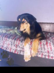 Lost Male Dog last seen not sure , Bethany, OK 73008