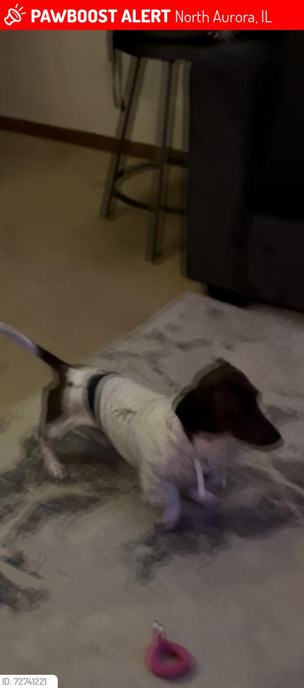 Lost Male Dog last seen Victoria Cr , North Aurora, IL 60542