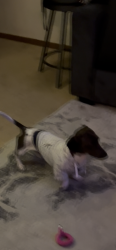 Lost Male Dog last seen Victoria Cr , North Aurora, IL 60542