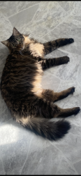 Reunited Male Cat last seen Jefferson elementary, and hanscom park , Omaha, NE 68105