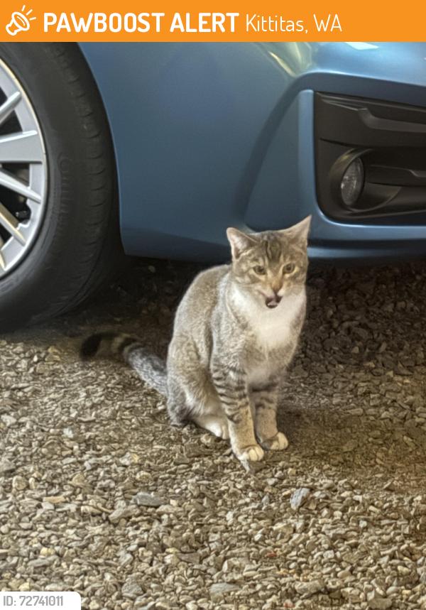 Found/Stray Unknown Cat last seen N Main Street Kittitas, Kittitas, WA 98934