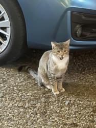 Found/Stray Unknown Cat last seen N Main Street Kittitas, Kittitas, WA 98934