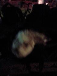 Found/Stray Unknown Rabbit last seen Boulder hghway nellis, Las Vegas, NV 89121