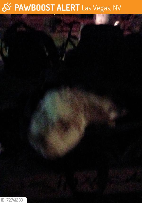 Found/Stray Unknown Rabbit last seen Boulder hghway nellis, Las Vegas, NV 89121