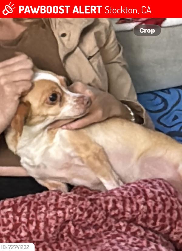 Lost Female Dog last seen Village green Dr near panella park l, Stockton, CA 95210