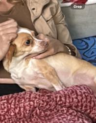Lost Female Dog last seen Village green Dr near panella park l, Stockton, CA 95210