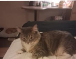 Lost Female Cat last seen Near Barnett Run Road, Bridgeport, WV 26330, Bridgeport, WV 26330