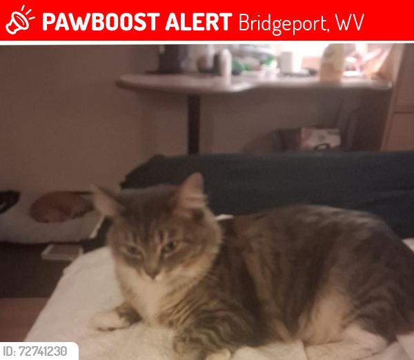 Lost Female Cat last seen Near Barnett Run Road, Bridgeport, WV 26330, Bridgeport, WV 26330