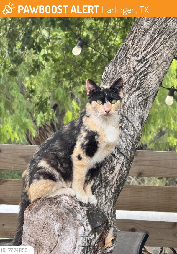 Found/Stray Female Cat last seen On Briggs Coleman between 499 and 508, Harlingen, TX 78550