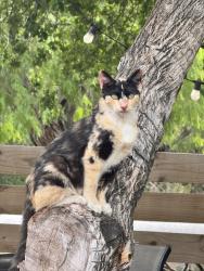 Found/Stray Female Cat last seen On Briggs Coleman between 499 and 508, Harlingen, TX 78550