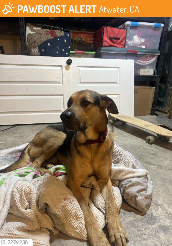 Found/Stray Male Dog last seen Fruitland ave. And strawberry st, Atwater, CA 95301